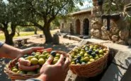 scopri il viaggio delle olive dalla raccolta al frantoio 1759877490