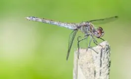 zanzare zecche e1761642145483 265x160