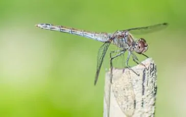 zanzare zecche e1761642145483 364x230