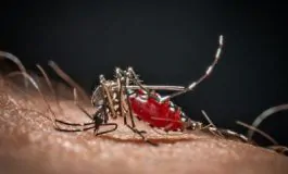 featured 2936044 265x160