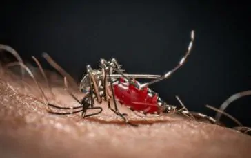 featured 2936044 364x230