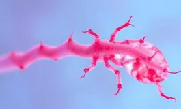 featured 2945155 265x160