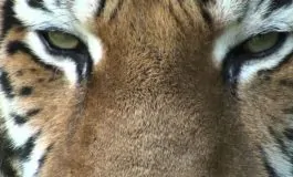 featured 2975982 265x160