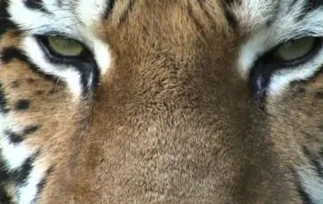 featured 2975982 364x230