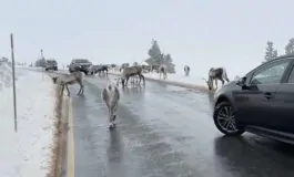 featured 3007313 265x160