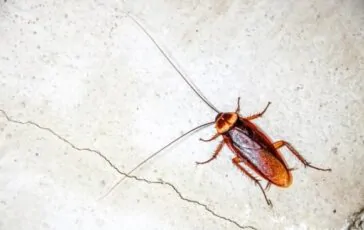 Blatte in casa: come riconoscerle e allontanarle con i rimedi naturali