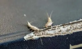 Pesciolini d’argento: cosa li attira in casa e come allontanarli naturalmente