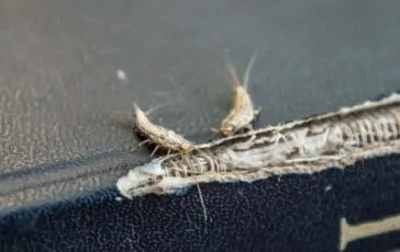 Pesciolini d’argento: cosa li attira in casa e come allontanarli naturalmente