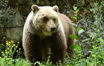 orso grizzly canada
