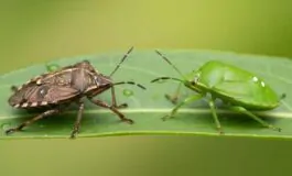 Cimici verdi e marroni: differenze e come eliminarle