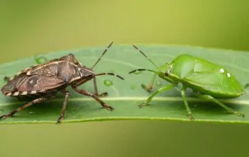 Cimici verdi e marroni: differenze e come eliminarle