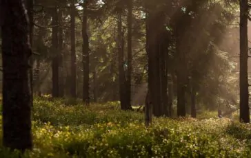 famiglia nel bosco salvini