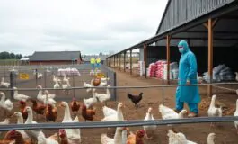 influenza aviaria in europa aumento dei contagi e strategie di sicurezza efficaci 1764208022 265x160