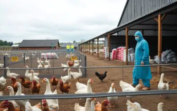 influenza aviaria in europa aumento dei contagi e strategie di sicurezza efficaci 1764208022 364x230