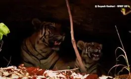 featured 3120281 265x160