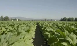 featured 3126141 265x160