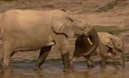 featured 3148099 265x160