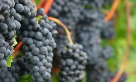 featured 3164575 265x160