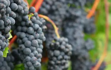 featured 3164575 364x230