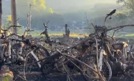 featured 3173054 265x160