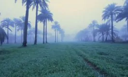 featured 3174161 265x160