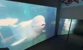 featured 3181192 265x160