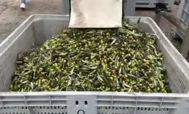 featured 3197862 265x160