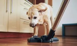 featured 3204083 265x160