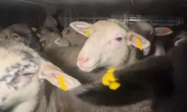 featured 3226269 265x160