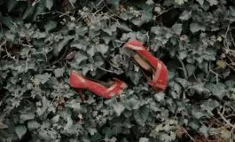 featured 3228220 265x160