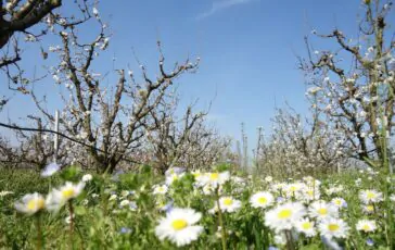 Famiglia nel bosco casa