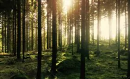 famiglia nel bosco relazione servizi sociali bambini