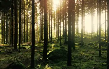 famiglia nel bosco relazione servizi sociali bambini