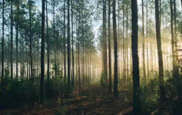 famiglia nel bosco briatore