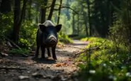 incidente mortale durante la caccia pensionato attaccato da un cinghiale 1766937882