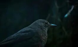 Quando arrivano i giorni più freddi dell’anno e le curiosità dietro la tradizione