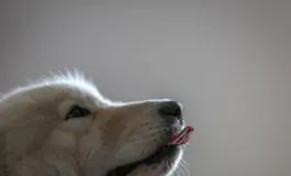 featured 3272719 265x160