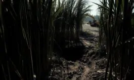 femminicidio arrestato claudio carlomagno per lomicidio di federica torzullo 1768913467 265x160