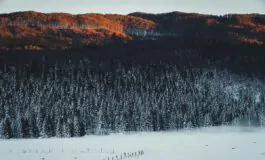 bambino fatto scendere dal bus