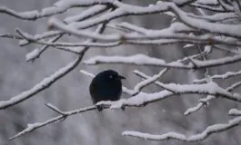 giorni della merla 2026 previsioni