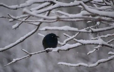 giorni della merla 2026 previsioni