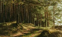 famiglia nel bosco psichiatra