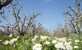 Famiglia nel bosco: Trevallion preoccupato per i figli