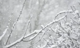 famiglia bloccata neve