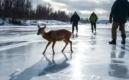 salvataggio emozionante di un capriolo intrappolato su un fiume ghiacciato in russia 1768668946
