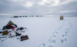 siberia tre membri di una famiglia feriti in un attacco di orso polare un evento scioccante 1767629632 265x160