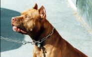 pitbull azzanna una donna il veterinario coccia la razza non centra dipende dal padrone 2