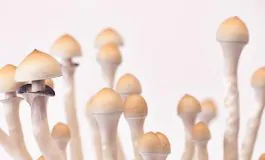 featured 3581419 265x160