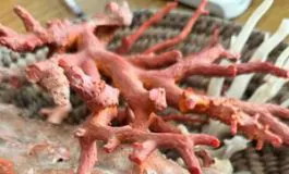 featured 3582070 265x160