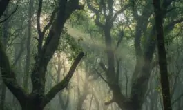 gemini generated image 7i86do7i86do7i86 265x160